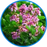 Banaba leaves in a pot
