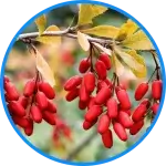 Berberine fruit in a branch of tree