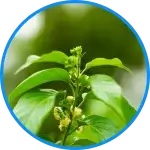 Gymnema Sylvestre leaf in a bowl