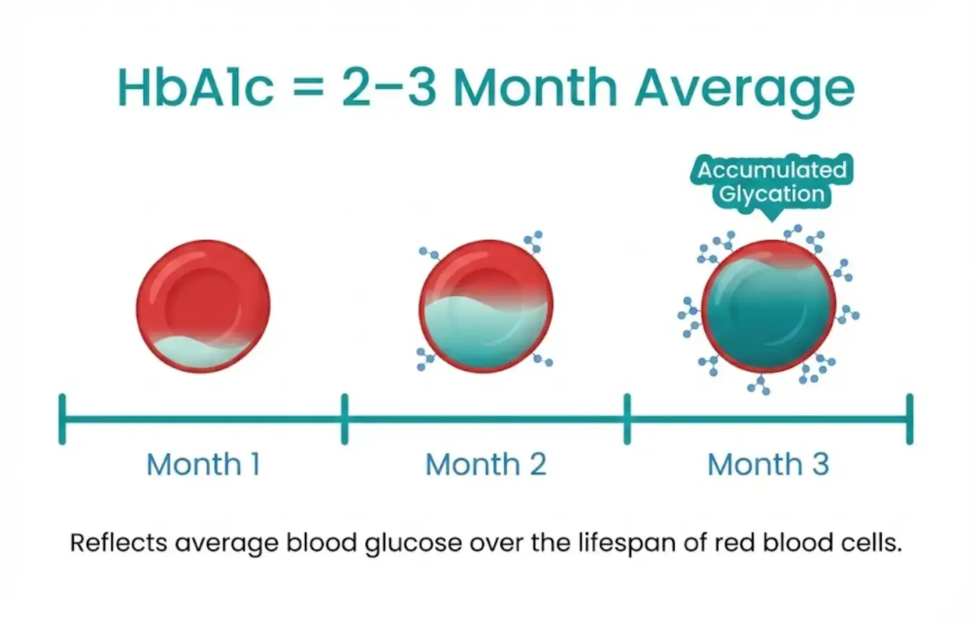 Simple infographic showing HbA1c as a 2–3 month average of blood sugar (red blood cells timeline)