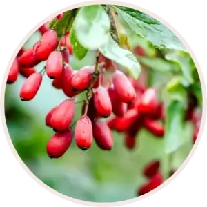 Berberine fruits in a branch of tree