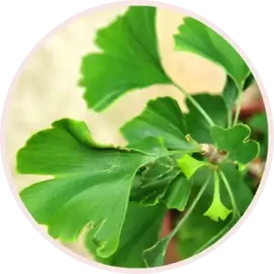 Ginkgo Biloba leaves held by a woman