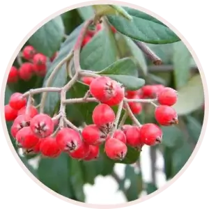 Hawthorn Berry fruits in a branch of a tree