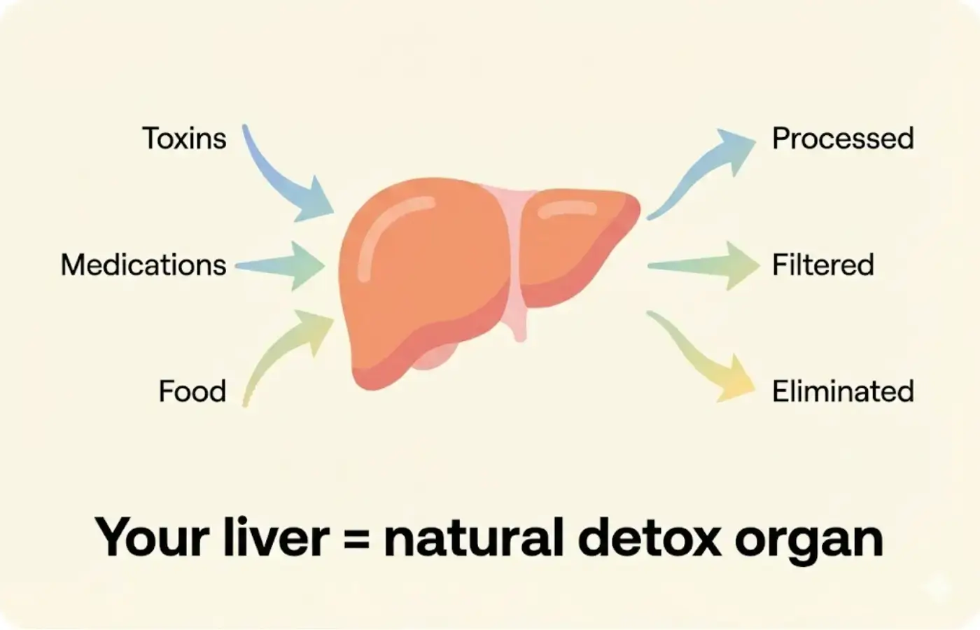 Simple diagram showing liver's natural detox function