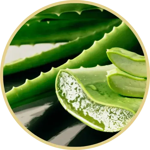 Aloe Vera stems in a table