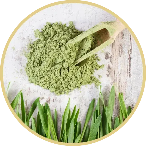 Barley grass powder in a wooden bowl