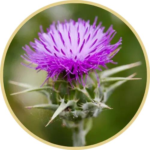 Milk Thistle flower in a stem