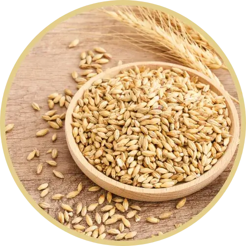 Organic Barley Grains in a wooden bowl