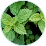 Lemon Balm Leaves in a bowl