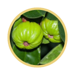 Garcinia cambogia fruit in a bowl