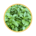 Green tea leaves in a bowl